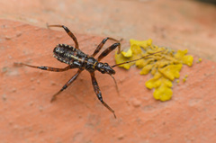 Rhynocoris cuspidatus