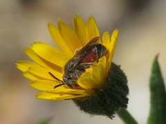 Dioxys cinctus
