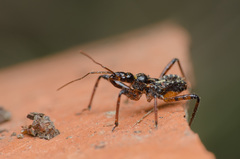 Rhynocoris cuspidatus