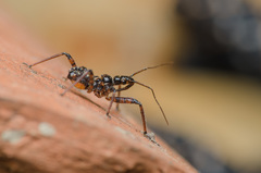 Rhynocoris cuspidatus