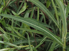 Sonchus aquatilis