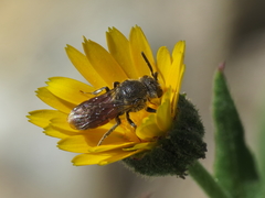Dioxys cinctus