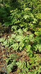 Hydrophyllum occidentale