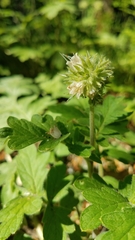 Hydrophyllum occidentale