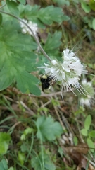Hydrophyllum occidentale
