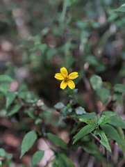 Bidens ostruthioides