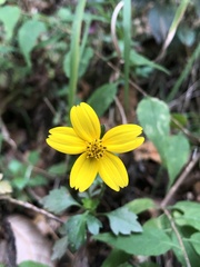 Bidens ostruthioides