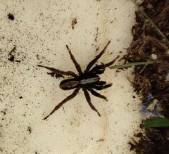 Alopecosa pulverulenta