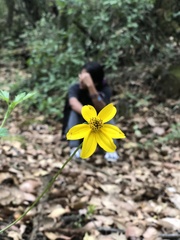 Bidens ostruthioides