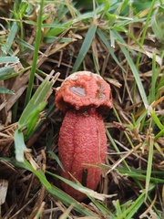 Simblum sphaerocephalum