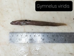 Fish Doctor photo 2