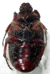 Clinteroides permutans