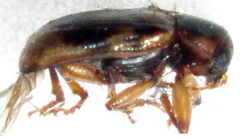 Microeurydemus africanus
