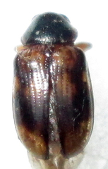 Microeurydemus africanus