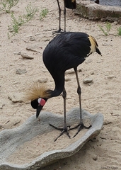 Balearica pavonina