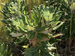 Hermas villosa