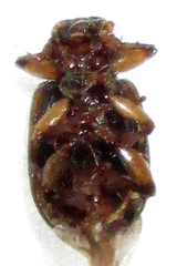 Microeurydemus africanus