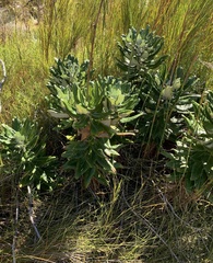 Hermas villosa