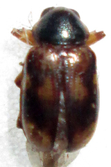 Microeurydemus africanus