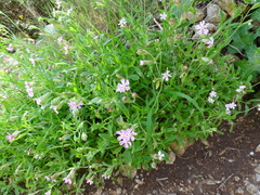 Silene secundiflora