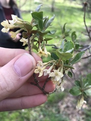 Elaeagnus multiflora