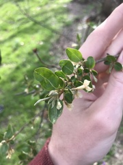 Elaeagnus multiflora