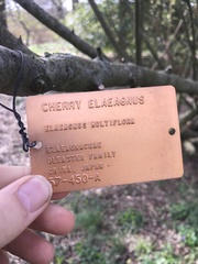 Elaeagnus multiflora