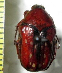 Clinteroides permutans