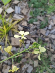 Raphanus raphanistrum