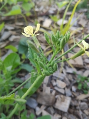 Raphanus raphanistrum