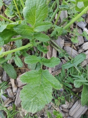 Raphanus raphanistrum