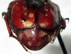 Clinteroides permutans