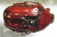 Clinteroides permutans