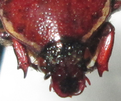 Clinteroides permutans