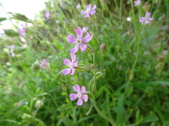 Silene secundiflora