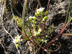Cochlearia groenlandica