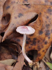 Inocybe lilacina
