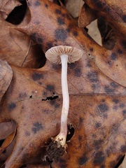 Inocybe lilacina