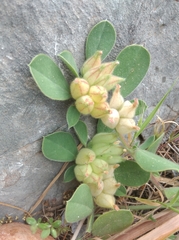 Tripodion tetraphyllum