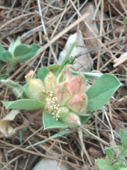 Tripodion tetraphyllum