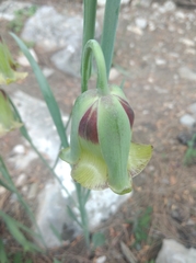 Fritillaria acmopetala