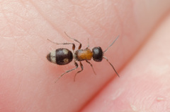 Blakeius bipunctatus