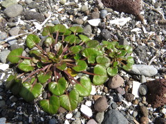 Cochlearia groenlandica