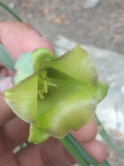 Fritillaria acmopetala