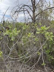 Rhus lanceolata