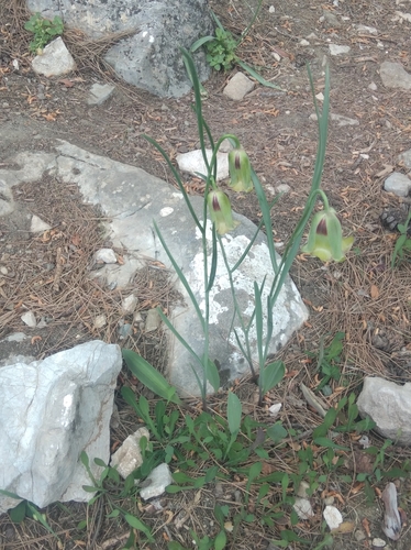 Image of Fritillaria acmopetala by (c) Ben Costamagna, some rights reserved (CC BY)