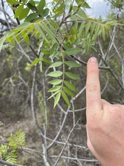 Rhus lanceolata