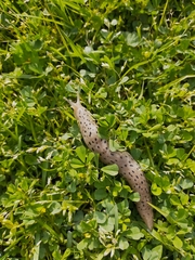 Limax conemenosi