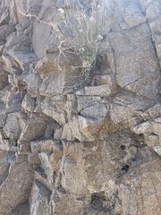 Eremogone macradenia