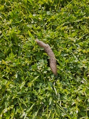Limax conemenosi
